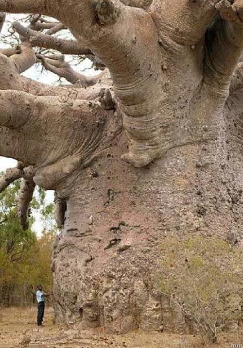 Name:  Baobab tree..jpg
Views: 342
Size:  100.8 KB