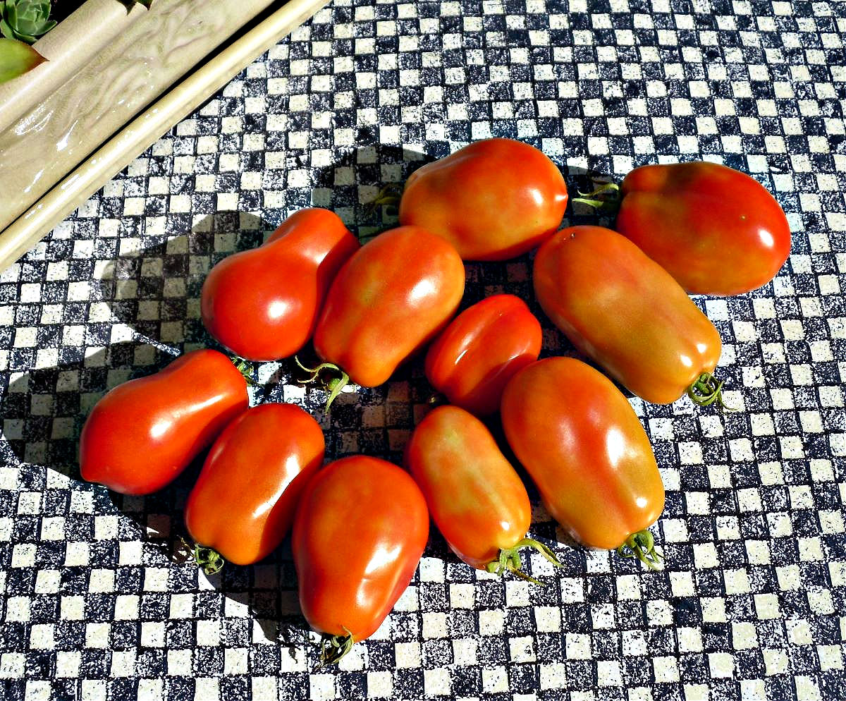 Name:  Tomatoes..jpg
Views: 110
Size:  456.6 KB