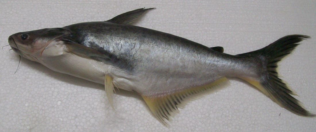 Name:  Pangasius filet.jpg
Views: 357
Size:  69.2 KB