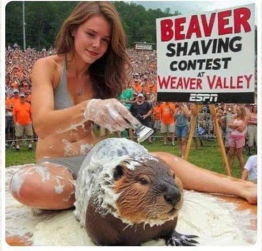 Name:  Beaver..jpg
Views: 701
Size:  56.4 KB