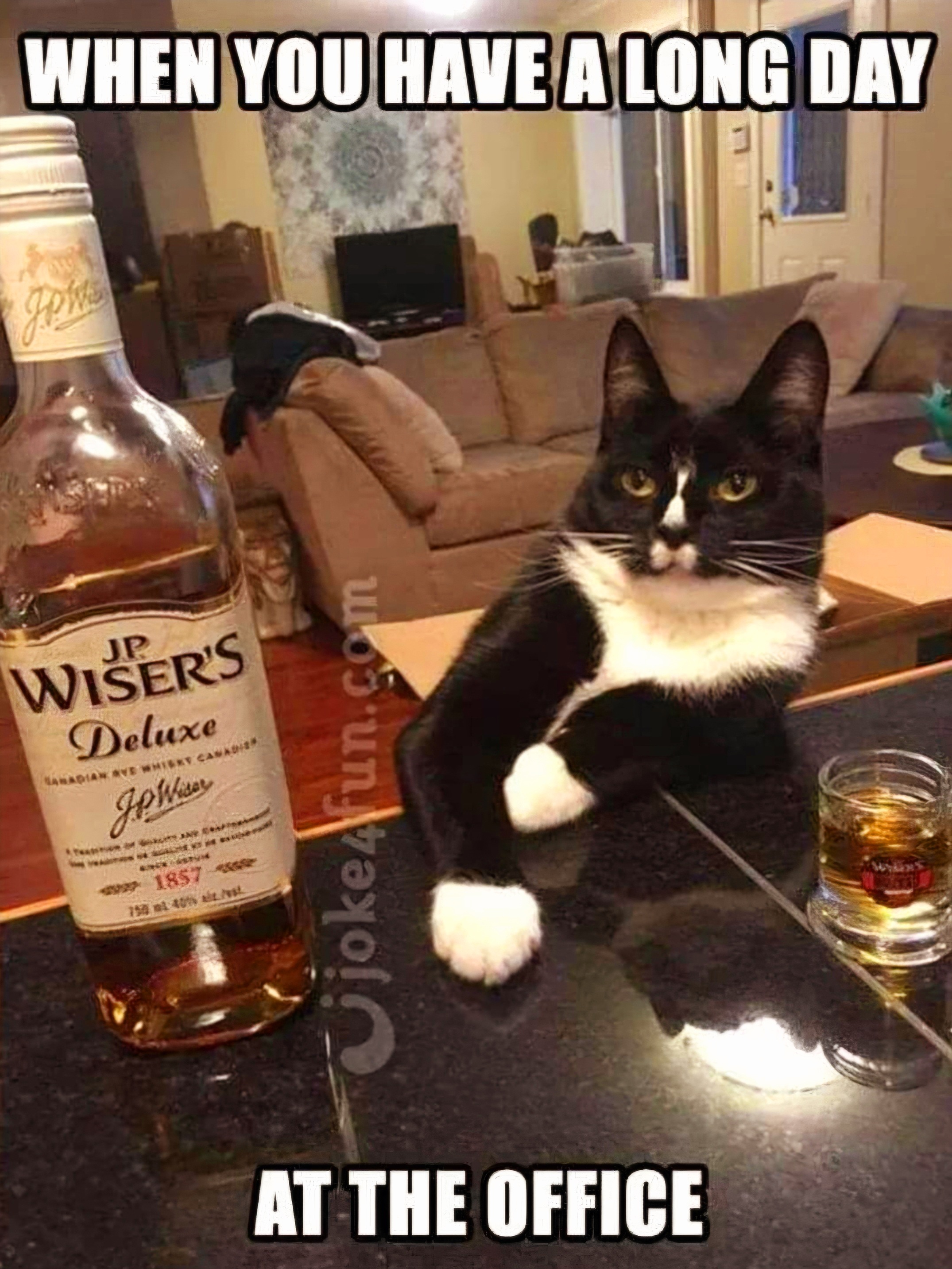 Name:  Whisky_Cat.jpg
Views: 112
Size:  1.14 MB