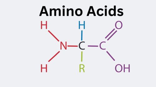 Name:  Amino_Acids.jpg
Views: 1842
Size:  10.1 KB