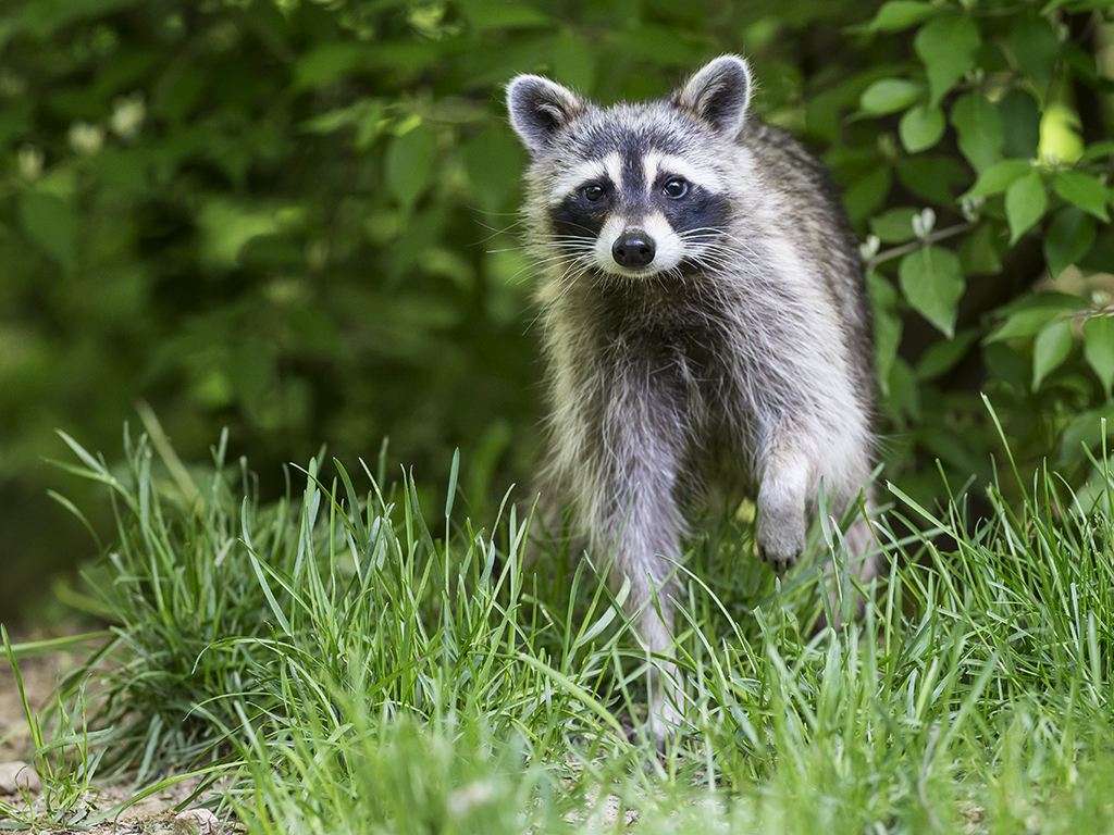 Name:  raccoon24.jpg
Views: 386
Size:  737.7 KB