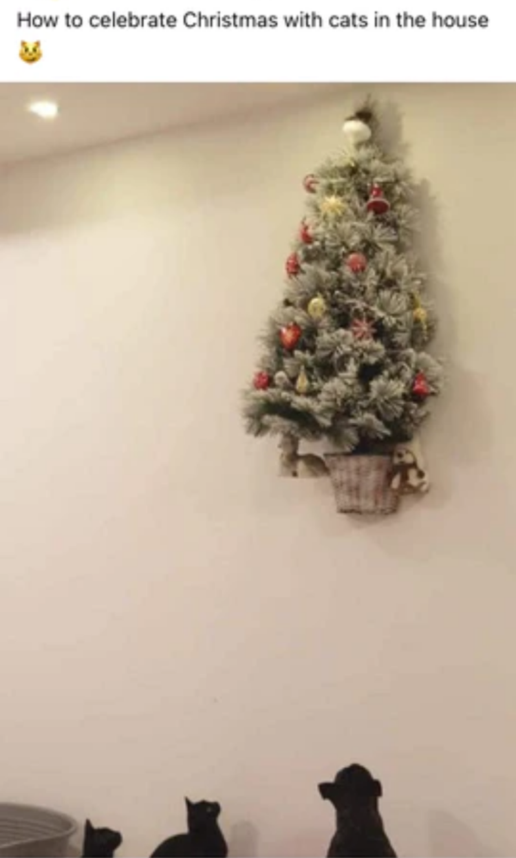 Name:  Cats_XMasTree.png
Views: 295
Size:  352.0 KB