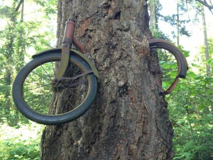 Name:  Bike in tree.jpg
Views: 428
Size:  78.5 KB