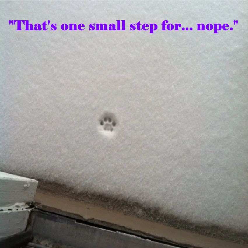 Name:  Cat_Snow_Nope.jpg
Views: 481
Size:  83.6 KB