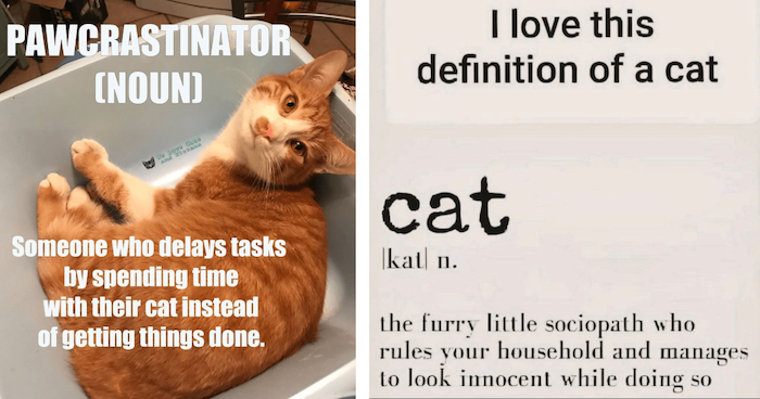 Name:  cat-the-furry-little-sociopath-who-rules-your-household-and-manages-to-look-innocent-while-doing.png
Views: 551
Size:  417.0 KB