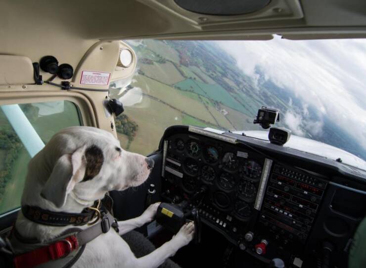 Name:  Dog flying.jpg
Views: 64
Size:  41.5 KB