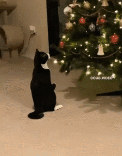 Name:  Rocky.gif
Views: 96
Size:  4.22 MB