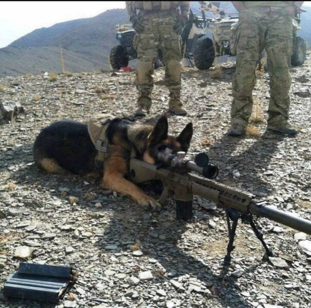 Name:  Sniper K9.jpg
Views: 167
Size:  76.8 KB