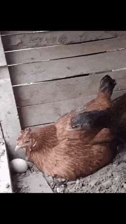 Name:  Egg.gif
Views: 128
Size:  3.73 MB