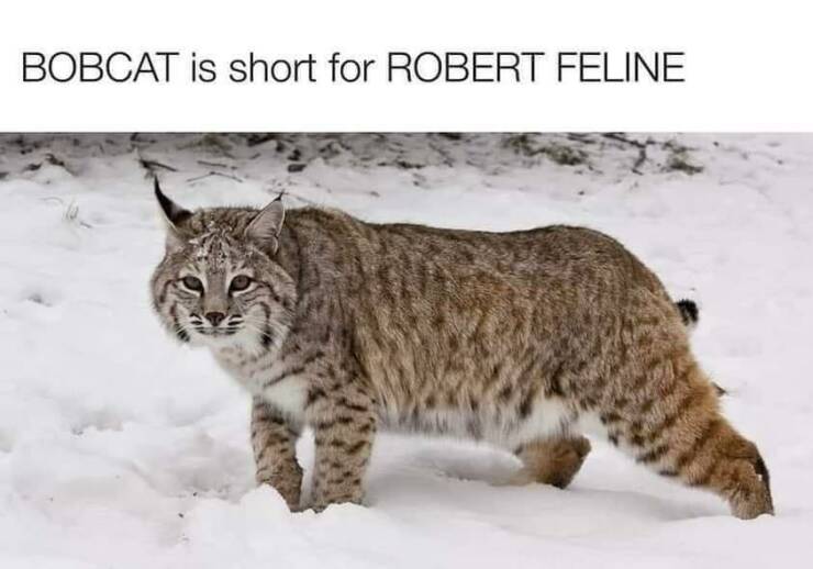 Name:  Bobcat.jpg
Views: 103
Size:  39.3 KB