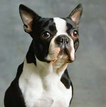 Name:  boston-terrier1.jpg
Views: 2800
Size:  67.6 KB