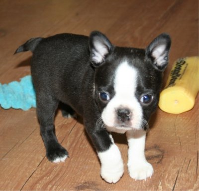 Name:  bostonterrier_sadowski.jpg
Views: 1795
Size:  28.4 KB