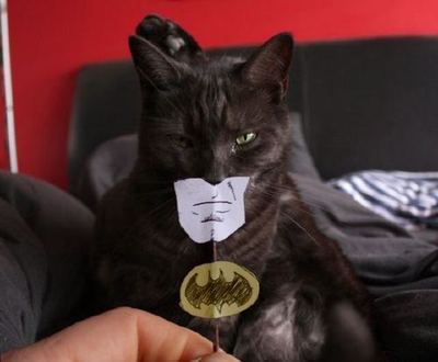 Name:  batcat.jpg
Views: 3338
Size:  16.1 KB