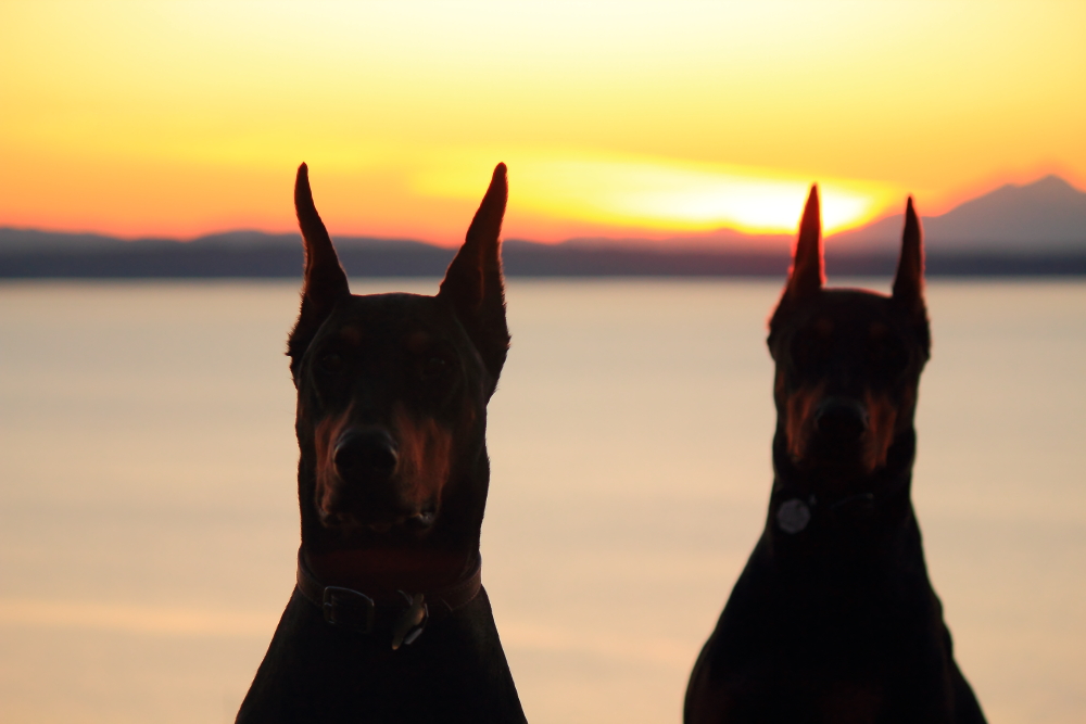 Name:  Dogs sunset.JPG
Views: 4574
Size:  335.8 KB