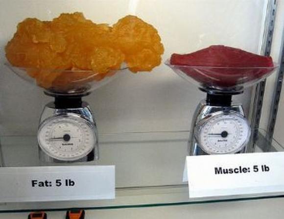 Name:  Fat and muscle..jpg
Views: 3436
Size:  27.6 KB
