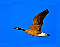 CanadaGoose's Avatar